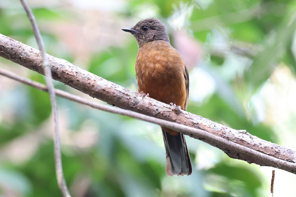 Finsch's Rufous Thrush