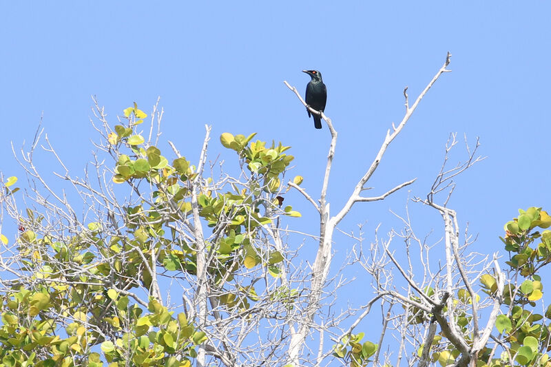 Singing Starlingadult breeding