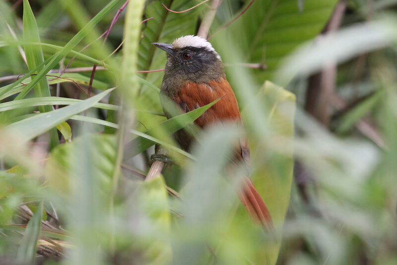 Light-crowned Spinetailadult