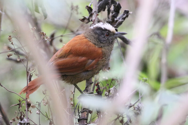 Light-crowned Spinetailadult