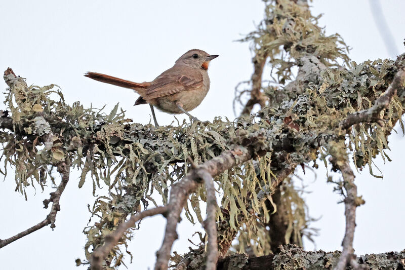 Short-billed Canasteroadult