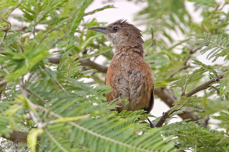 Chestnut-backed Thornbirdadult, close-up portrait