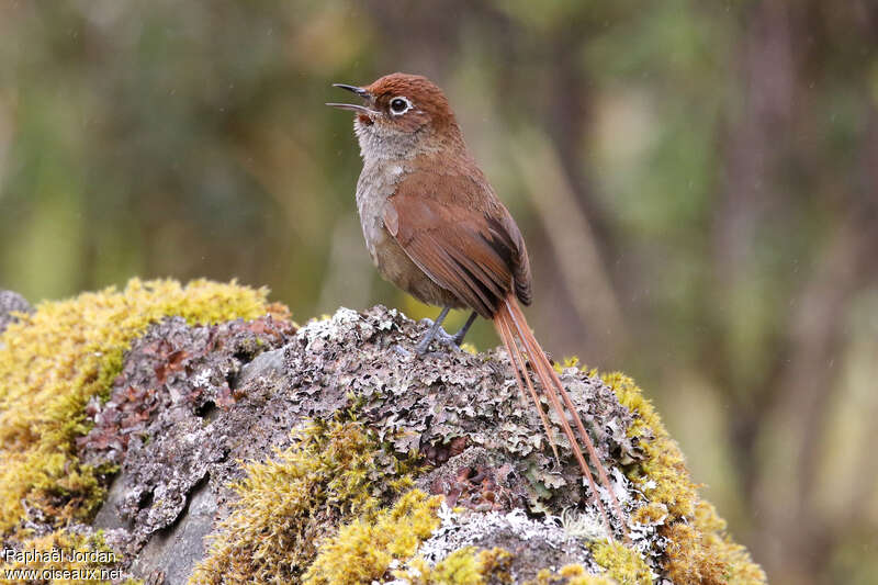 Eye-ringed Thistletailadult, identification, song