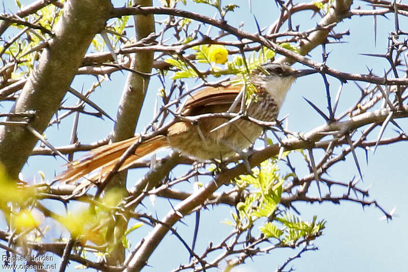 Great Spinetailadult, identification