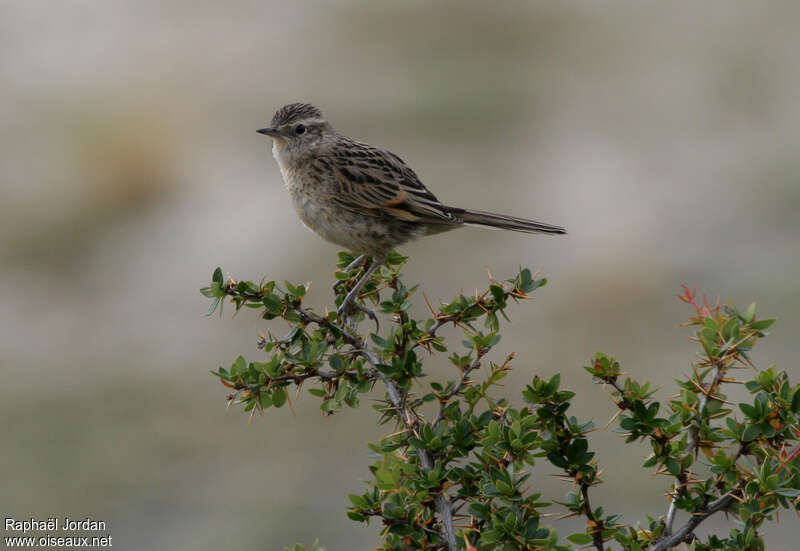 Synallaxe australadulte, identification