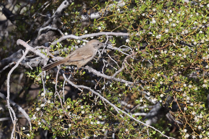 Patagonian Canasteroadult