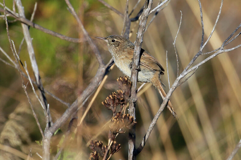 Streak-backed Canasteroadult