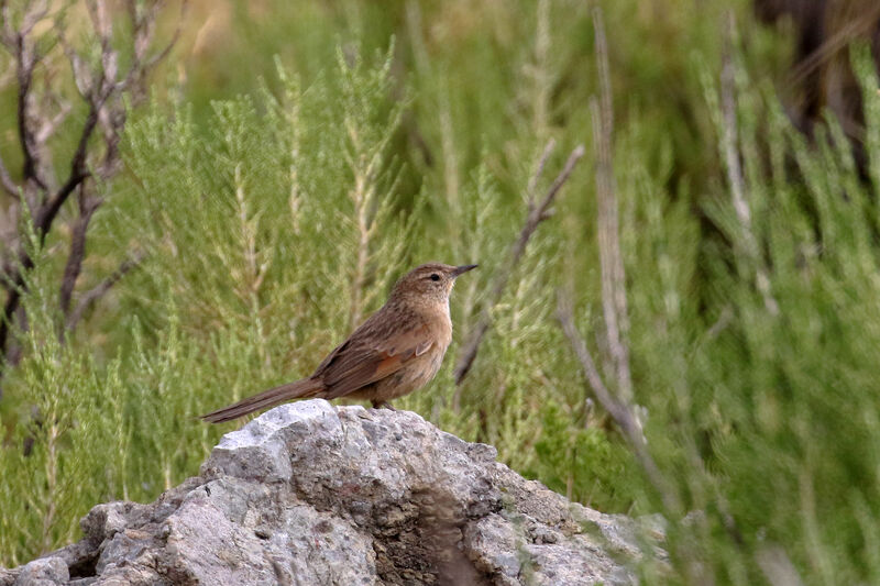 Synallaxe de Wyattadulte, identification