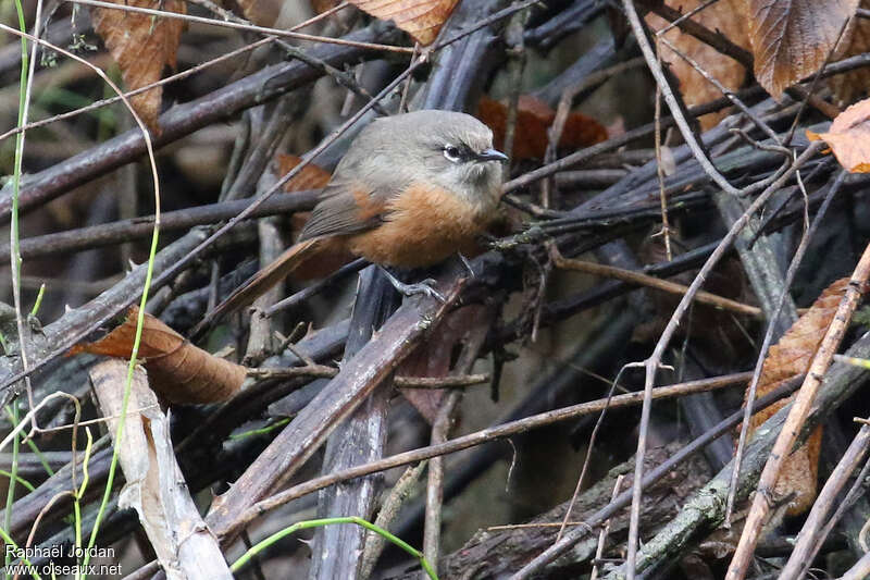 Synallaxe de Zimmeradulte, identification