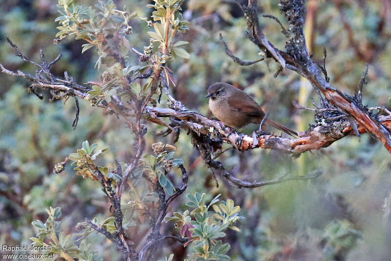 Canyon Canasteroadult, identification