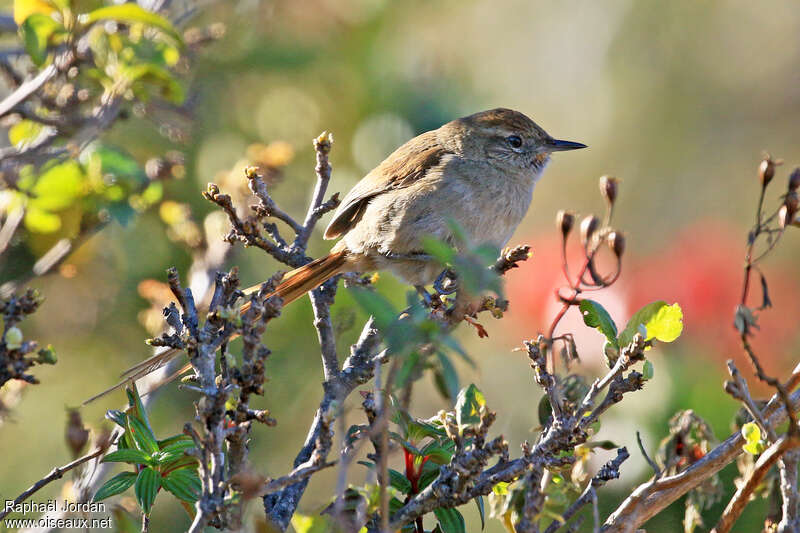 Synallaxe des Periyaadulte, habitat, pigmentation