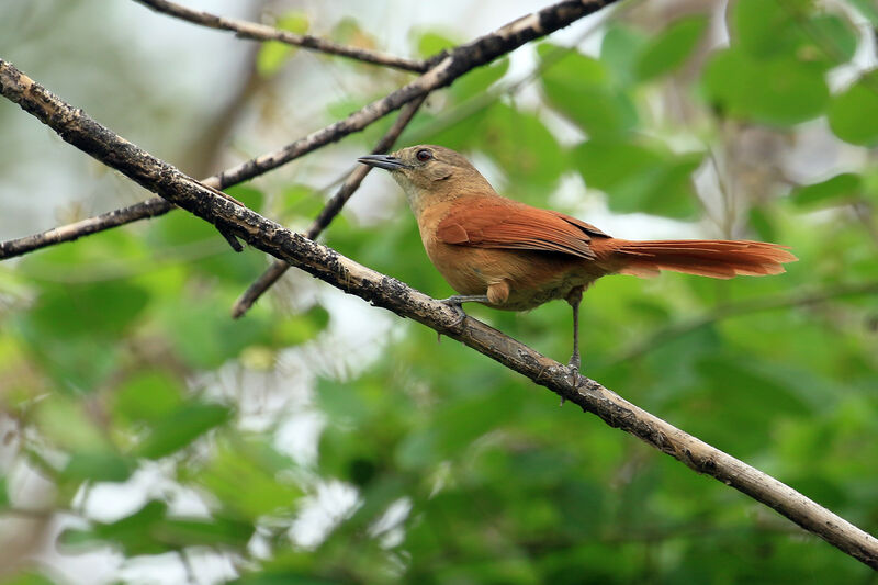 White-lored Spinetailadult