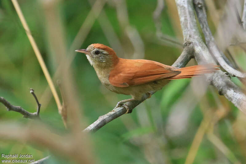 Synallaxe renardadulte, identification