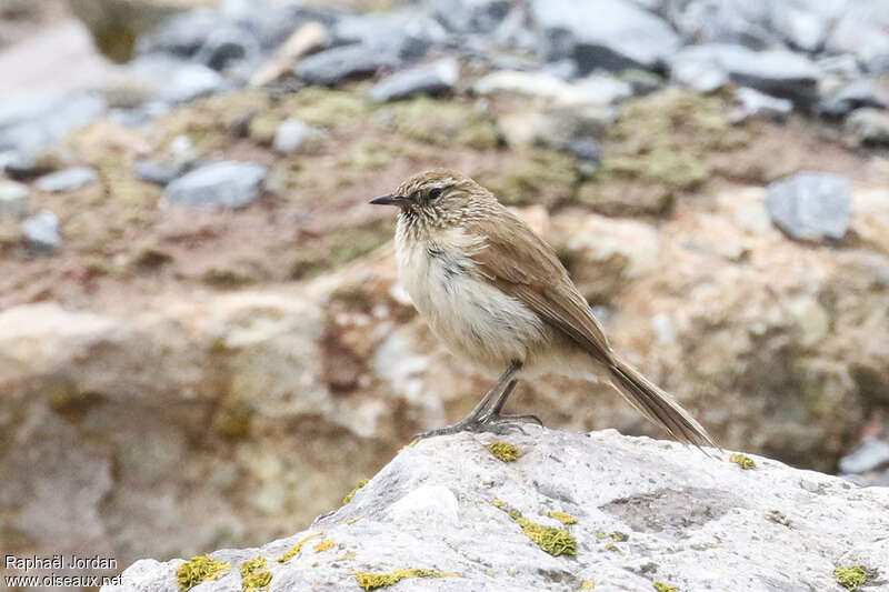 Streak-throated Canasteroadult, identification