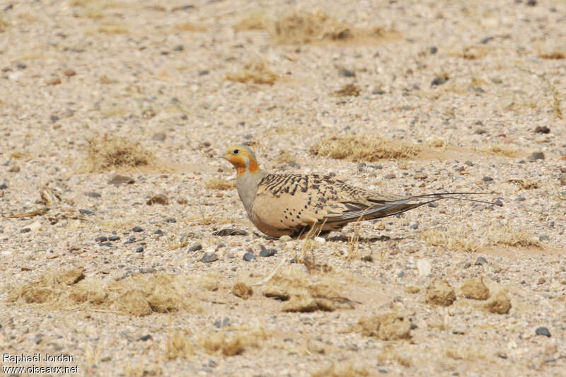 Pallas's Sandgrouse male adult breeding, habitat, camouflage, pigmentation