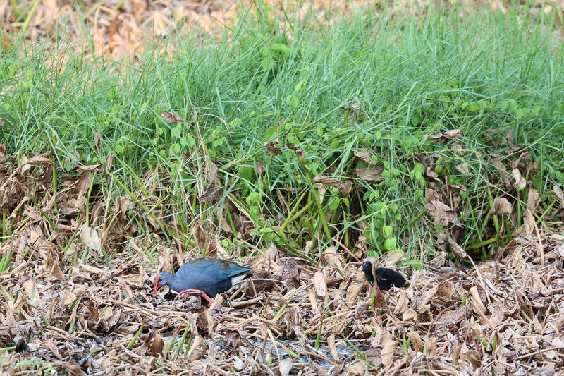 Philippine Swamphen