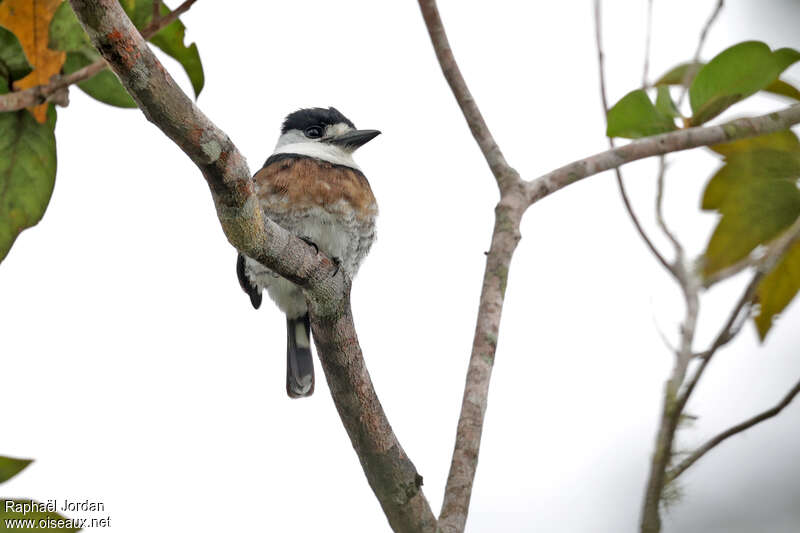 Brown-banded Puffbirdadult