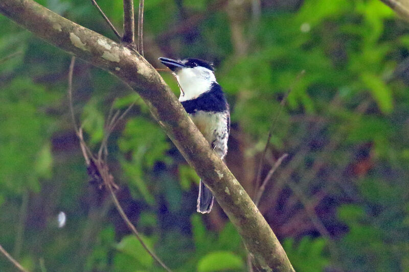 Buff-bellied Puffbird