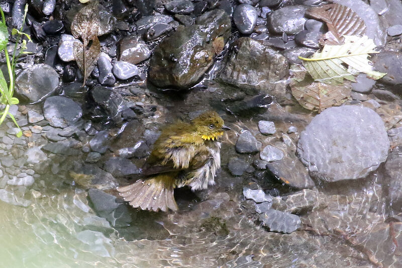 Yellow-whiskered Chlorospingusadult