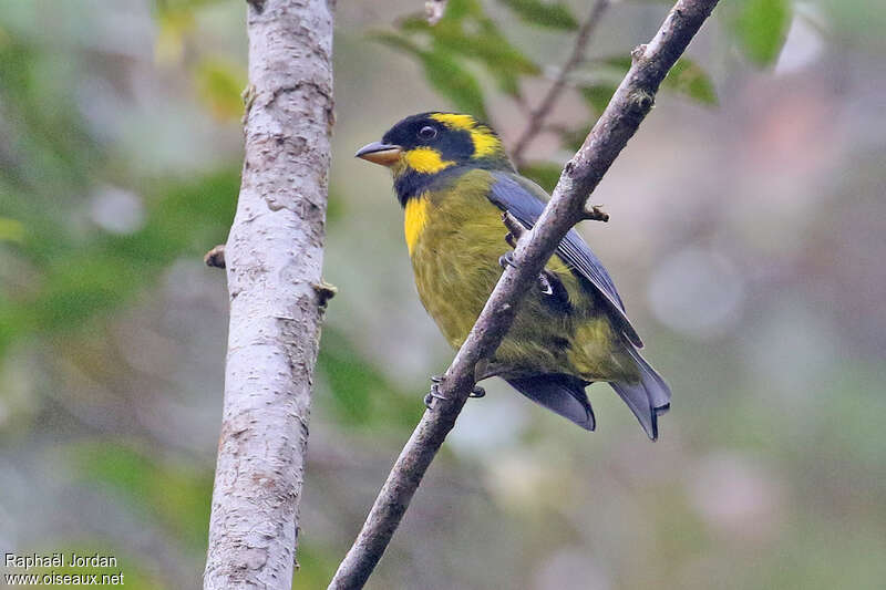 Gold-ringed Tanageradult, identification