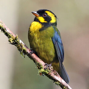 Tangara à boucles d'or