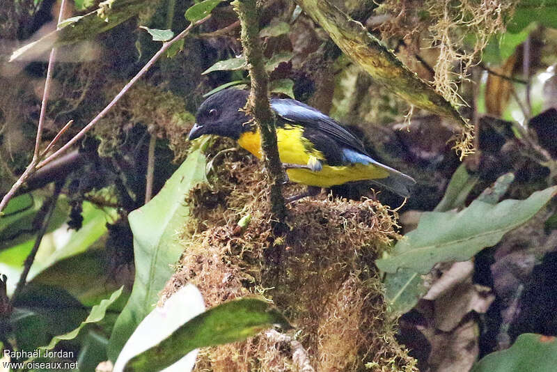 Tangara à cape noire mâle adulte, identification