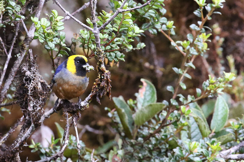 Golden-collared Tanageradult