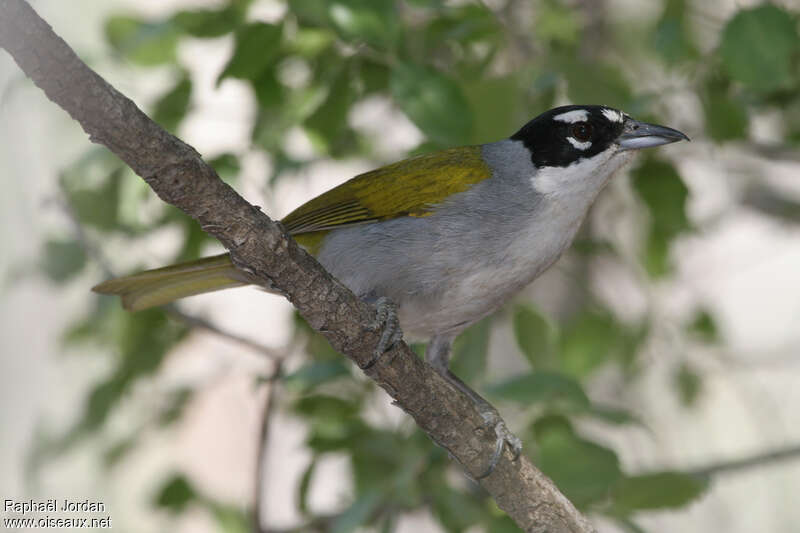 Tangara à couronne noireadulte, identification