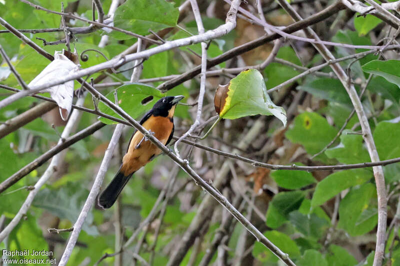 Yellow-crested Tanager male adult