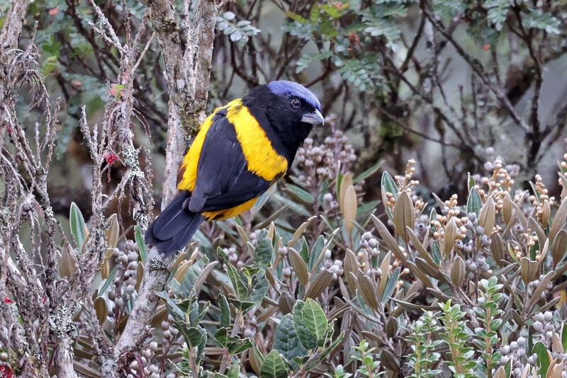 Golden-backed Mountain Tanageradult