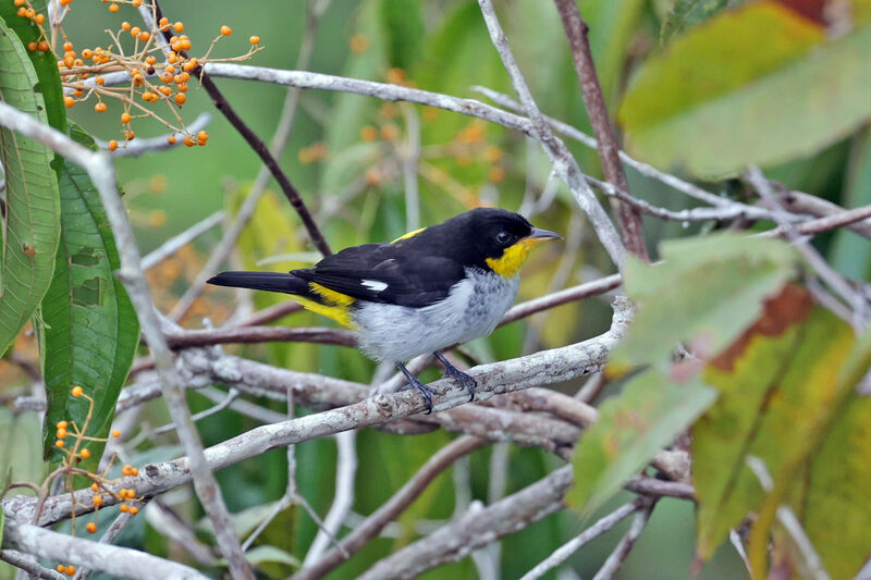 Yellow-backed Tanager male adult