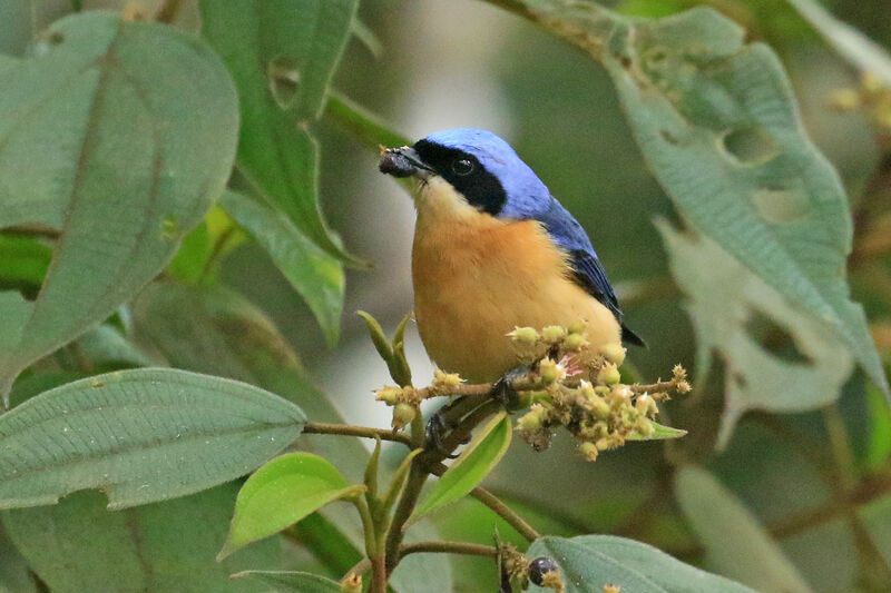 Fawn-breasted Tanageradult