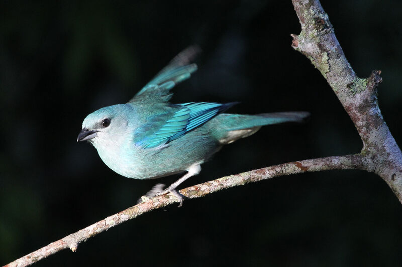 Tangara à épaulettes bleues