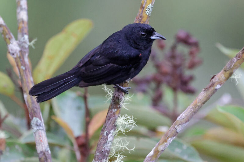 Red-shouldered Tanager male adult