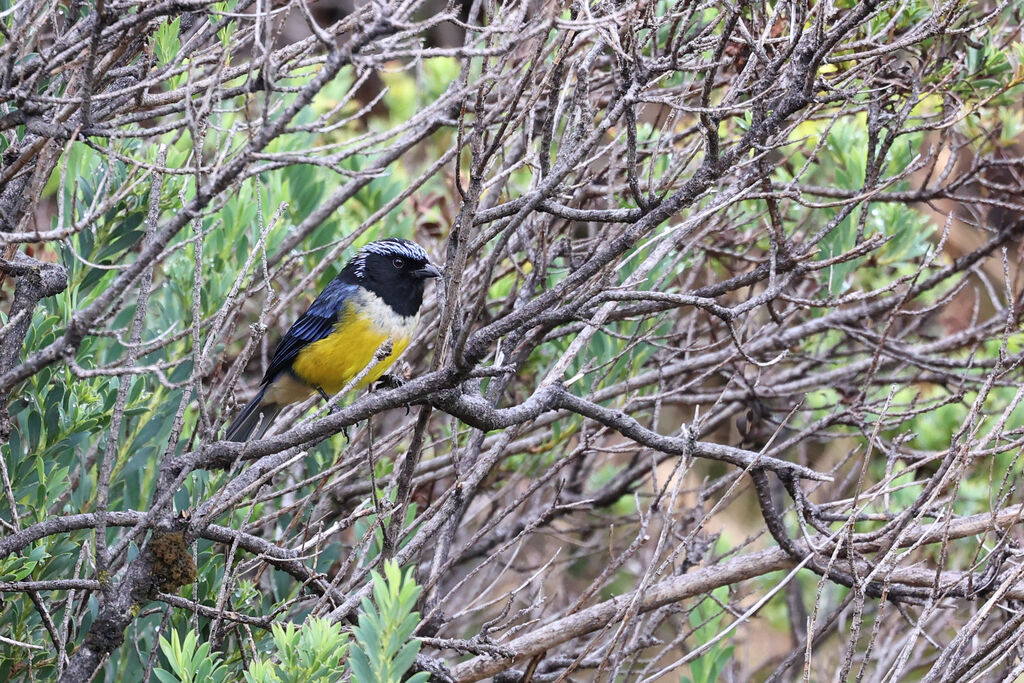 Tangara à poitrine fauveadulte