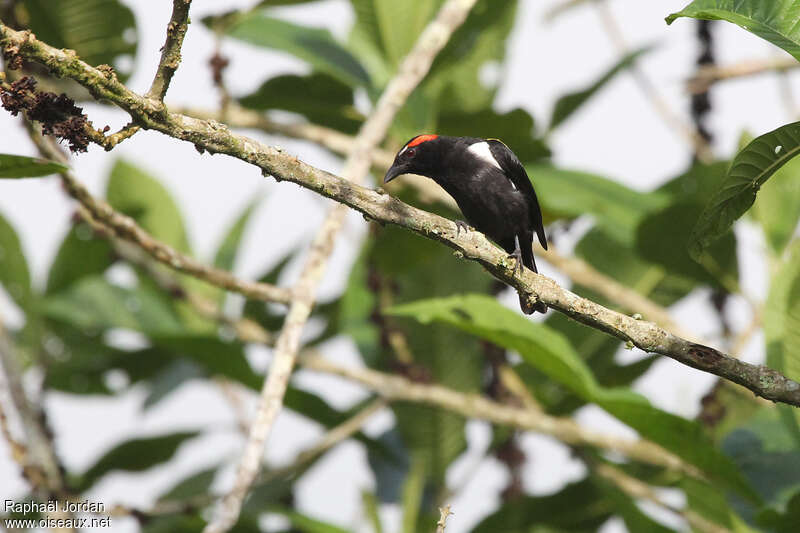 Tangara à sourcils roux mâle adulte, identification