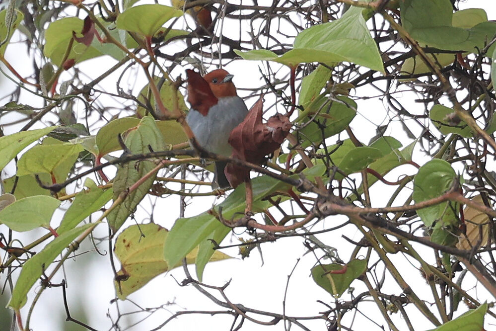 Tangara à tête fauve