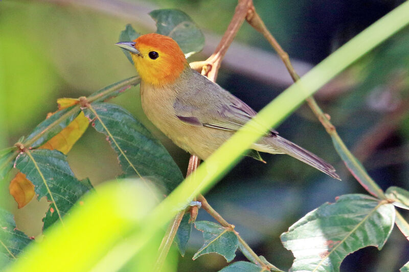 Orange-headed Tanageradult