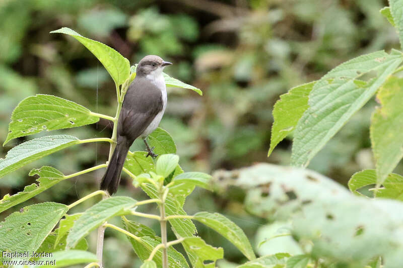 Drab Hemispingusadult, identification