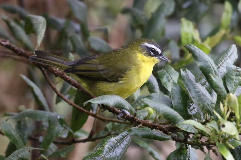 Tangara bridéadulte