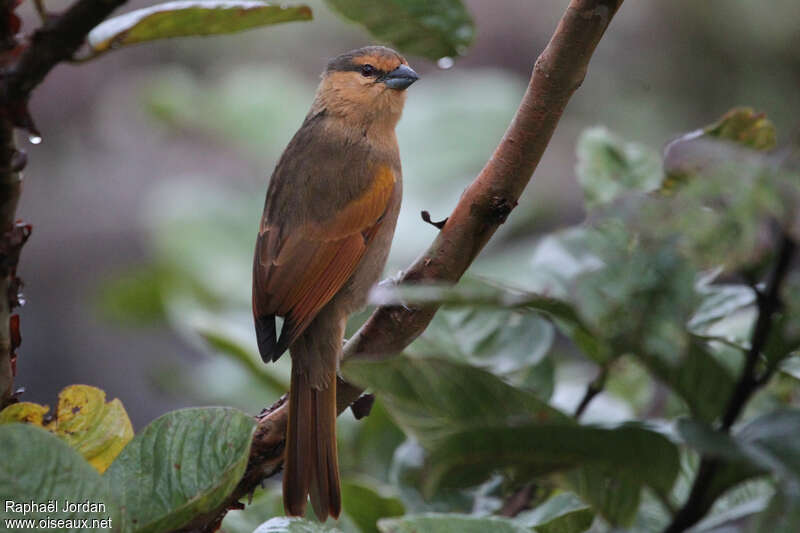 Tangara brunadulte, identification