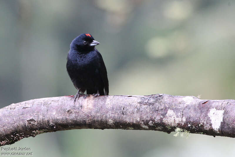 Ruby-crowned Tanager male adult