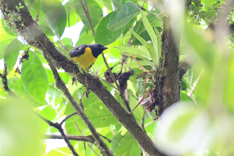 Tangara jaune et bleu