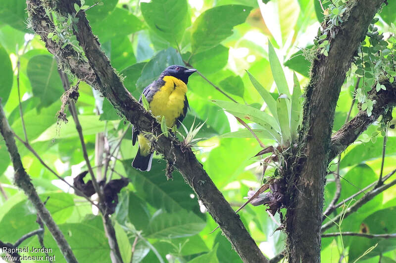 Blue-and-gold Tanager