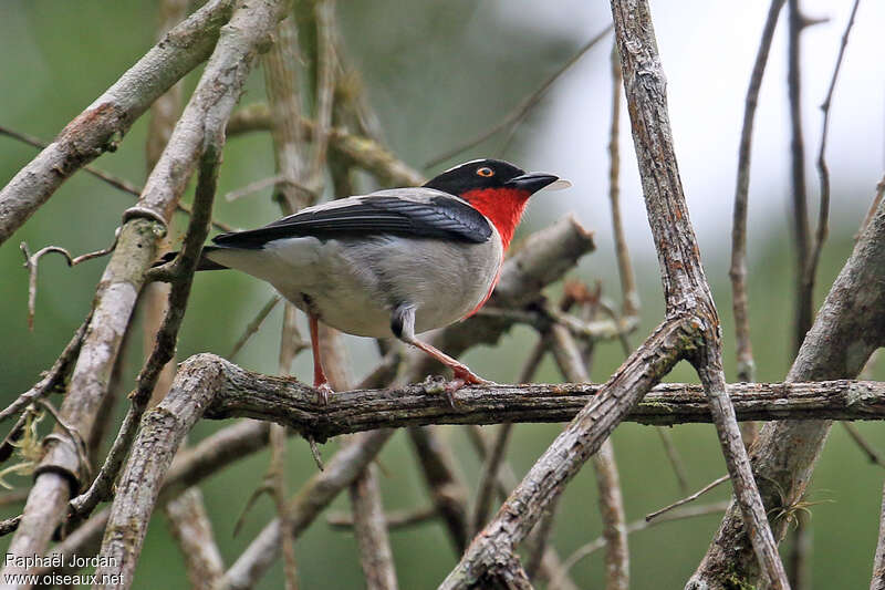 Tangara rougegorgeadulte, identification