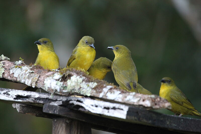 Olive-green Tanager