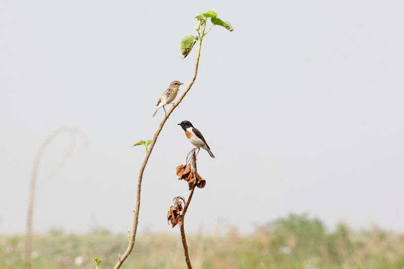 White-tailed Stonechatadult