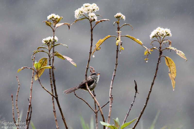 Taurillon agile mâle adulte, habitat