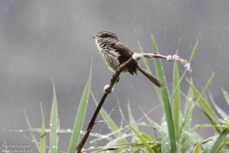 Taurillon agile mâle adulte, identification