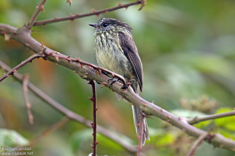 Taurillon agileadulte, identification